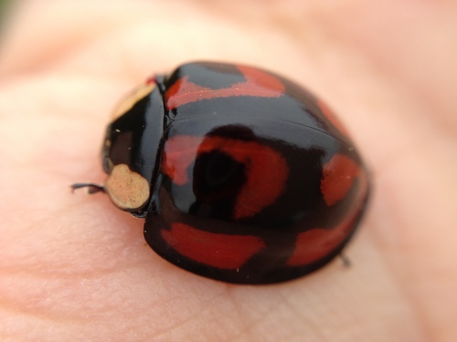 てんとう虫のボタン 10匹 （小さな昆虫より、テントウムシ、アカ